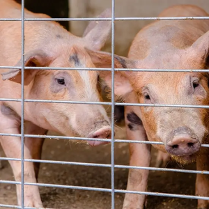 panel porcícola deacero®